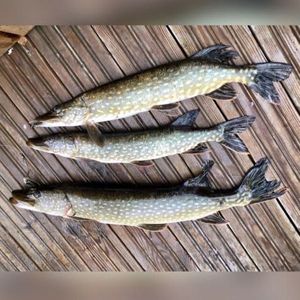 Northern Pike
