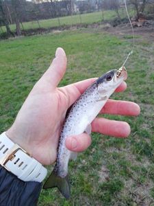 Brown Trout