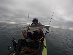 European Bass (Seabass)