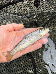 Brown Trout