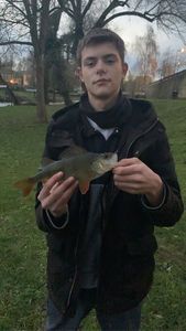 European Perch