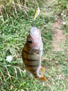 European Perch