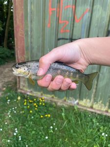 Brown Trout