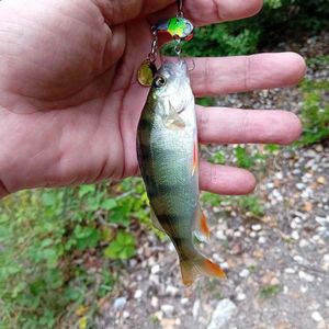 European Perch