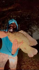 Nile Tilapia