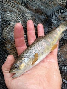 Brown Trout