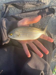 Salema