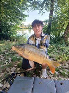 Common Carp