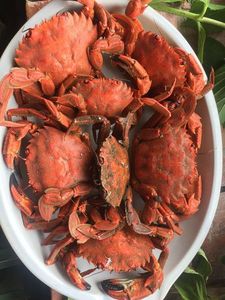 Velvet Swimming Crab