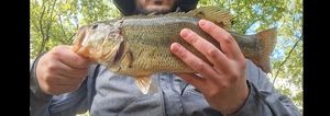 Largemouth Bass