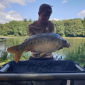 Mirror Carp