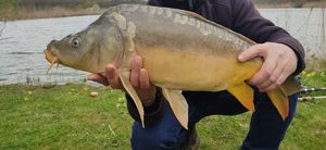 Mirror Carp