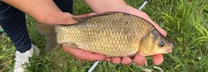 Crucian Carp