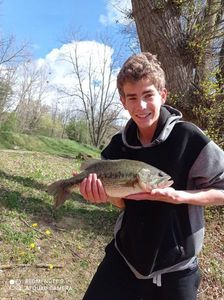 Largemouth Bass