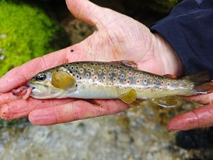 Brown Trout