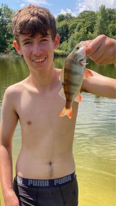 European Perch