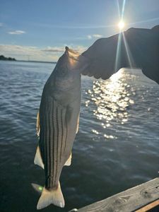 Striped Bass (Landlocked)