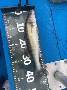 Zander