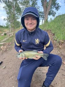 Largemouth Bass