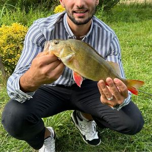 European Perch