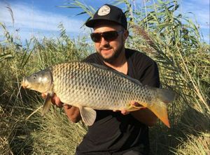 Common Carp