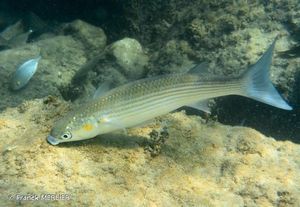 Golden grey mullet