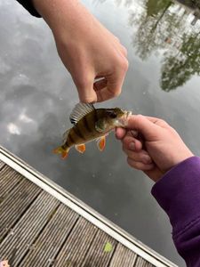 European Perch
