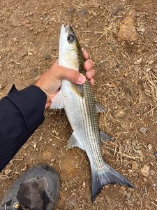 Leaping Mullet