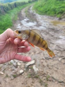 European Perch