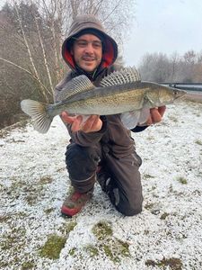 Zander