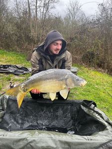 Mirror Carp