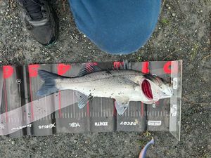 European Bass (Seabass)