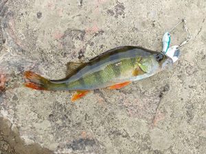 European Perch