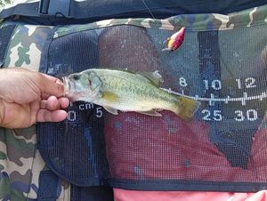 Largemouth Bass