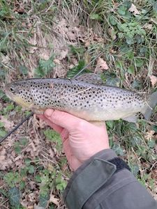 Brown Trout