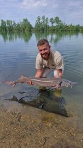 Sturgeon
