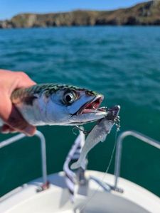 Mackerel
