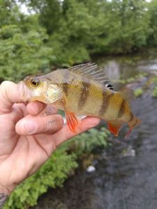 European Perch