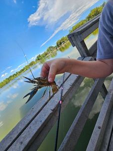 Blue crawdad