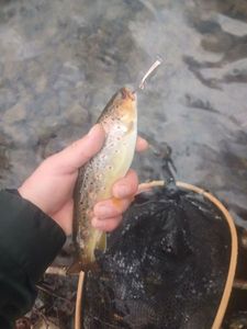 Brown Trout