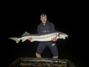Sturgeon