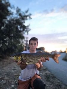 Chub