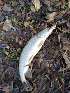 Northern Pike