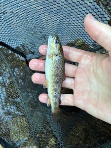 Brown Trout