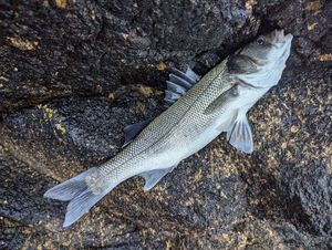 European Bass (Seabass)