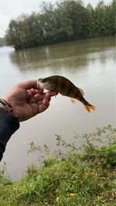 Yellow Perch