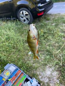 European Perch