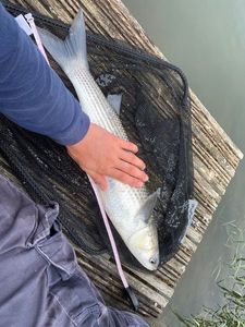 Thicklip Grey Mullet
