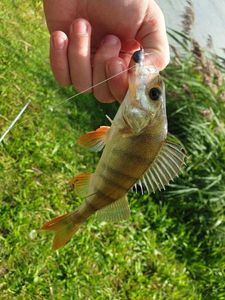 European Perch