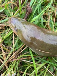 European Eel (Common Eel)